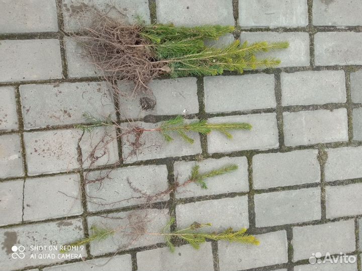 Сеянцы сосны обыкновенной