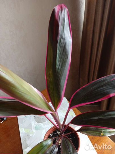 Корделина и драцена