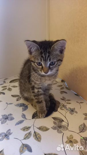 Отдам бесплатно кота в добрые руки.Рождён 15.05.23