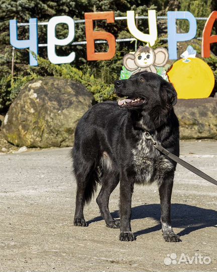 Собака в добрые руки отдам бесплатно
