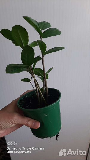 Замиакулькас фиалки вьюн крокус кактусы сукуленты