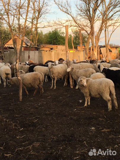 Бараны и Овцы (Немцы метисы и Гисары)