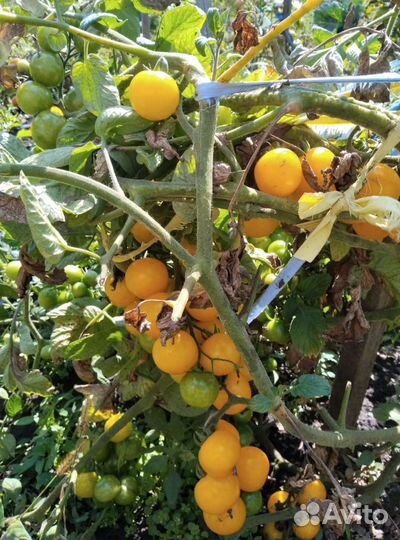 Помидоры свежие домашние