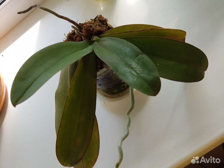 Цветы разные