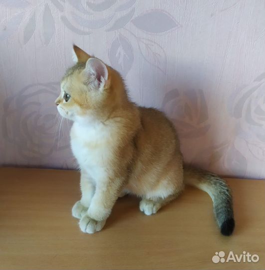 Шотландская девочка
