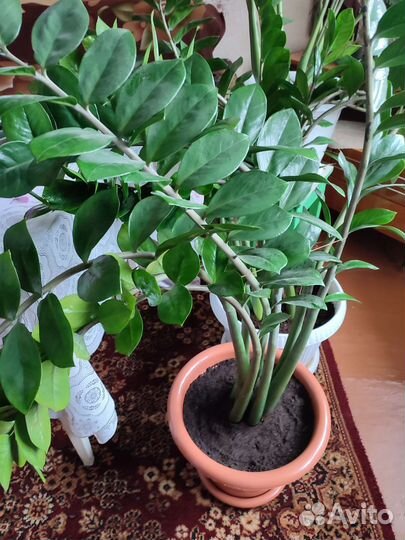 Замиокулькас высокий 130 см