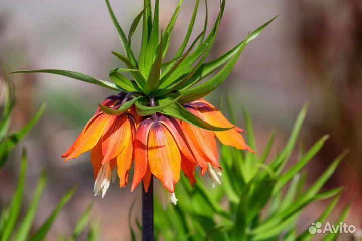 Рябчик императорский