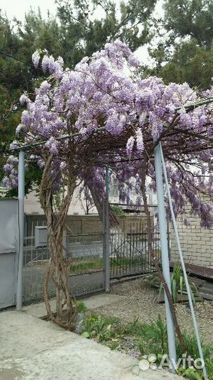 Продам ростки глицинии