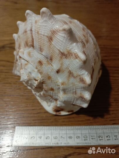 Раковина морская большая