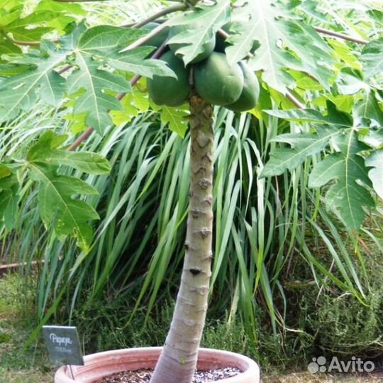 Папайя семена