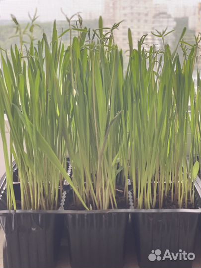 Трава для животных