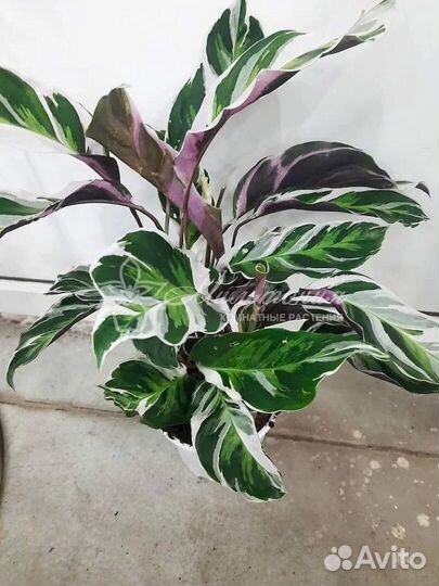 Калатея Вайт фьюжн и Елоу фьюжн