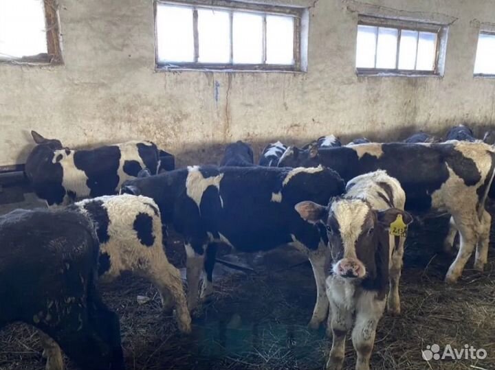 Телята бычки