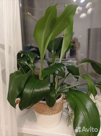 Эухарис амазонская лилия