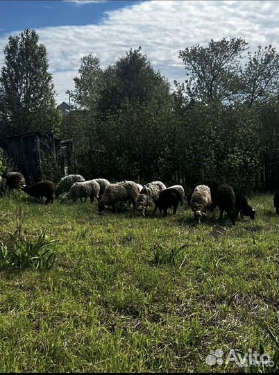 Овцы бараны