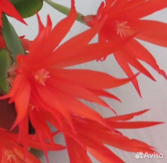 Комнатные растения