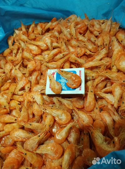 Креветка черноморская