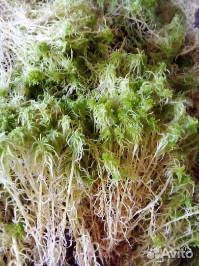 Сфагнум свежий зелёный живой растущий от 2 литров