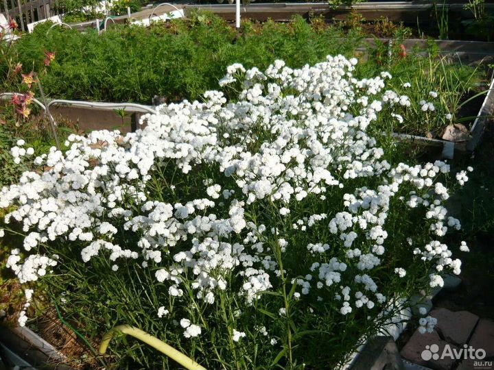 Жемчужница(тысячелистник)