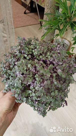 Коллизия розовая