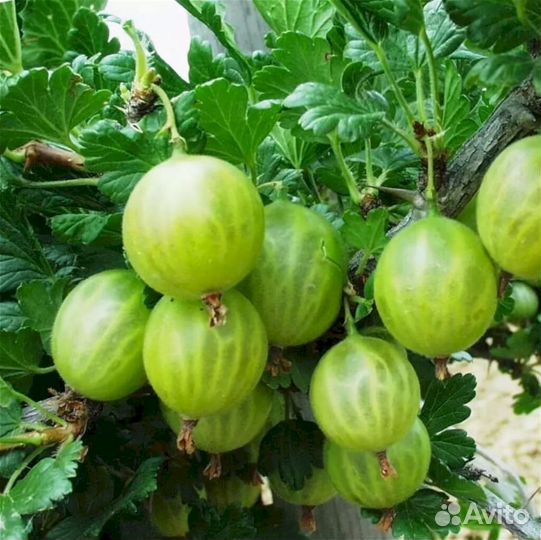 Саженцы крыжовника Родник