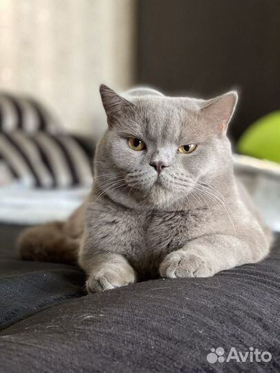 Британский кот