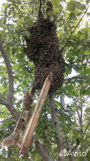 Пчелы