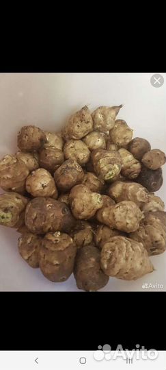 Топинамбур