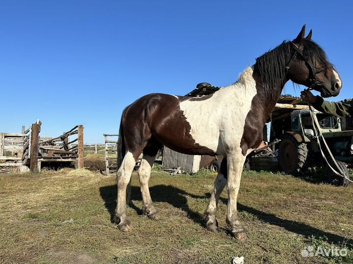 Лошадь жеребец