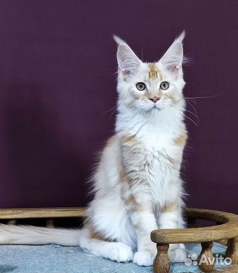 Серебряный Мейн кун мальчик