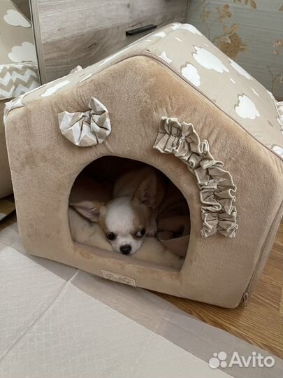 Щенки чихуахуа