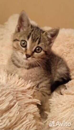 Котенок -тигренок