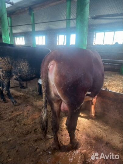 Быки на мясо