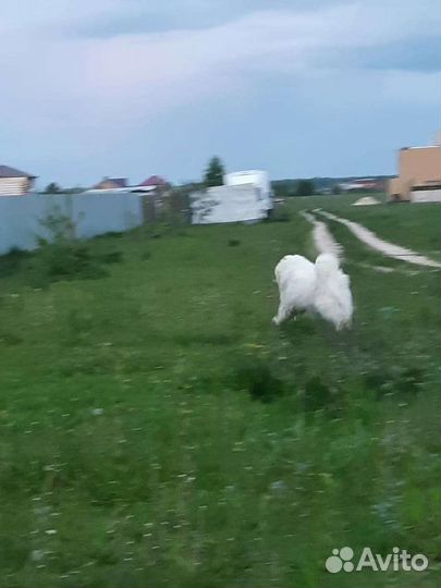 Самоед вязка