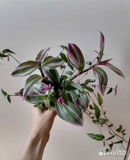 Традесканции, композиции