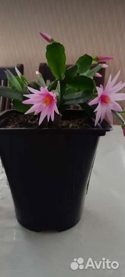 Рипсалидопсис