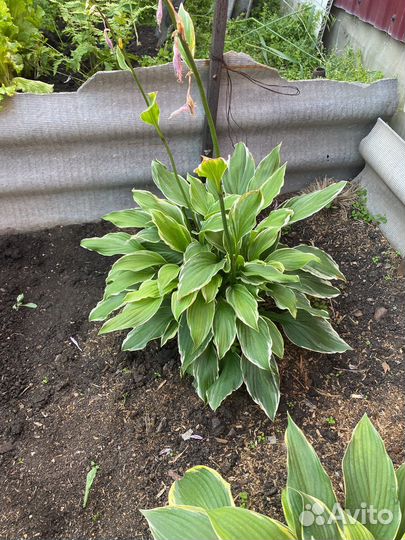 Комнатные Гиппиаструм,Хоста,индийский лук,выскочка