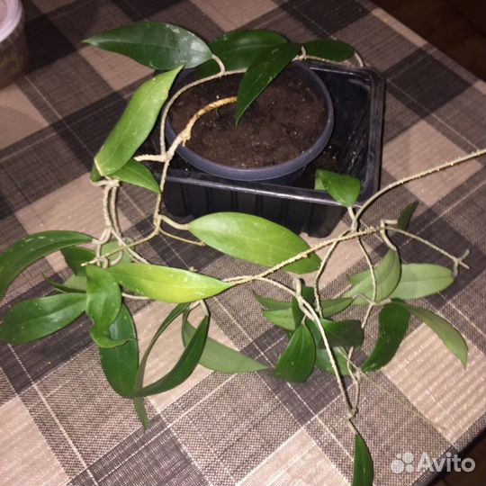 Хойя красиво-цветущая Sarawak 97002 GPS10073