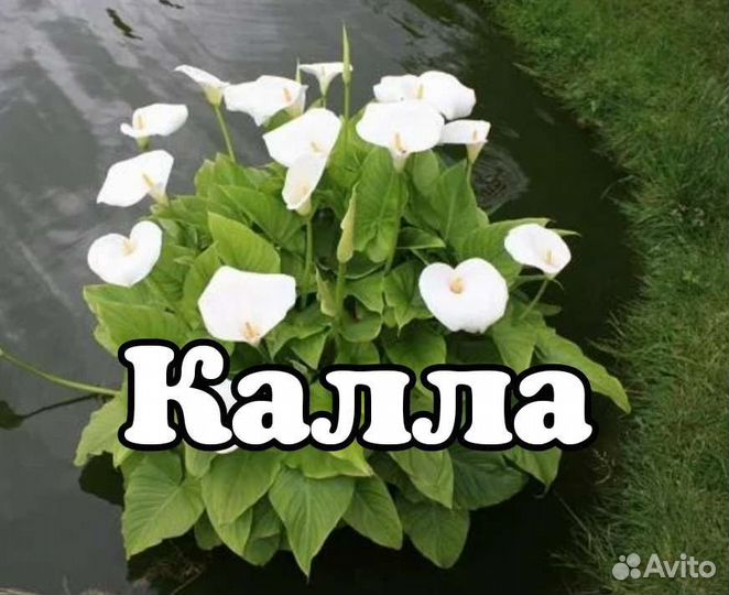 Растения для пруда