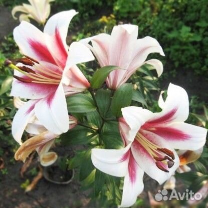 Лилия Пэшн Мун (луковицы)