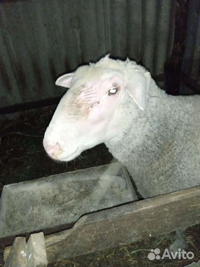 Баран тексель