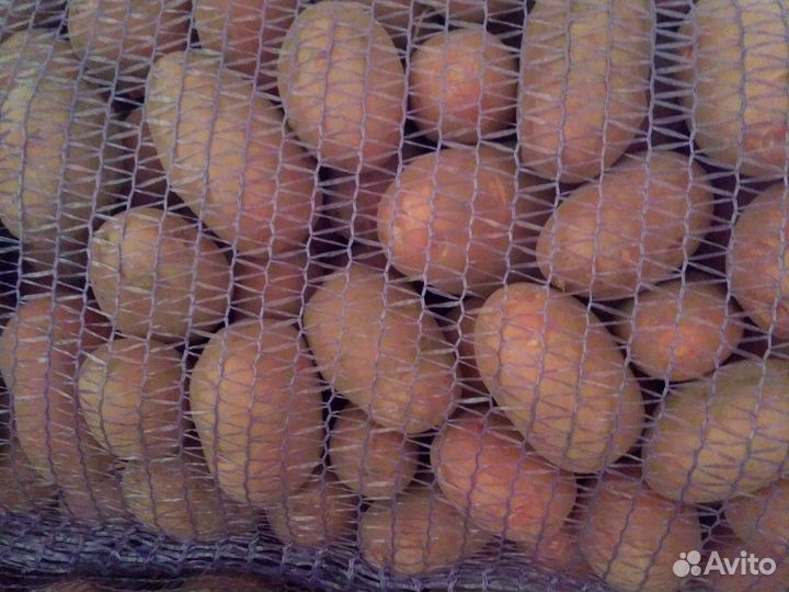 Картофель сортовой