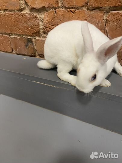 Карликовые крольчата рекс