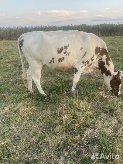Коровы дойные молочные