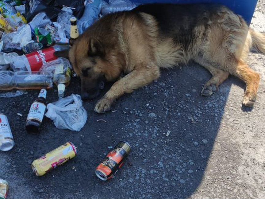 Собака в добрые руки. Подарите дом преданному псу