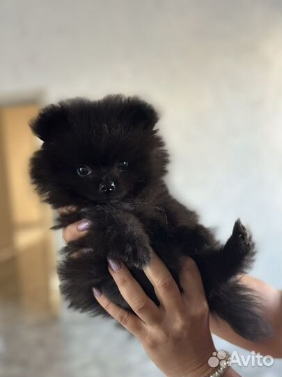 Померанский шпиц