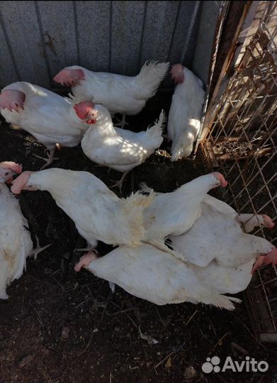 Куры несушки
