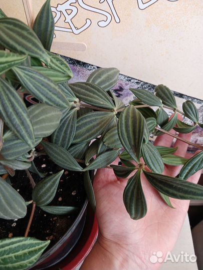 Пеперомия ангулата