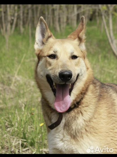 Собака ищет дом