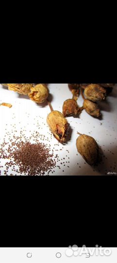 Семена махорки сорт ас 18/7